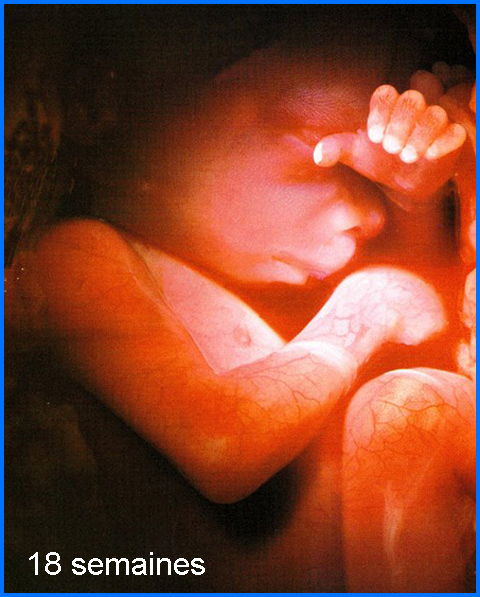18_weeks_fr